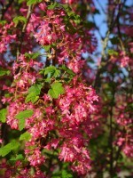 Ribes sanguineum 'Atrorubens', Blutjohannisbeere