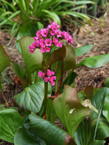 Leuchtendes Farbenspiel mit der Bergenie 'Rote Schwester'