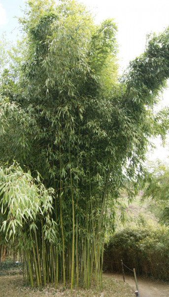 Phyllostachys viridiglaucescens, Grüner Pulver Bambus