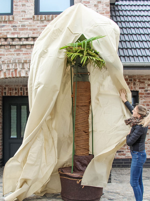 Winterschutz PalmenVlieshaube