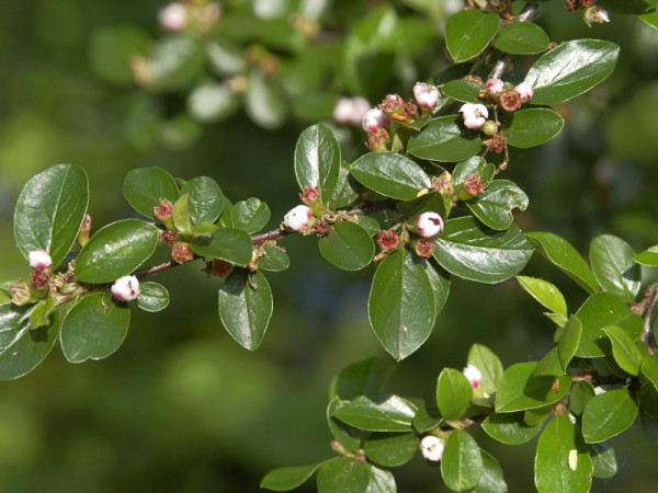 Cotoneaster divaricatus, Sparrige Zwergmispel