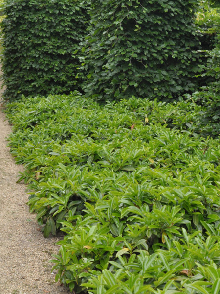 Prunus laurocerasus &#039;Mount Vernon&#039;, Bodendecker-Kirschlorbeer