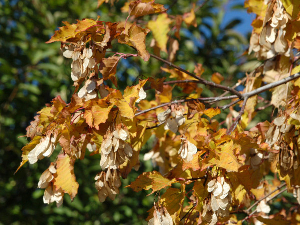 Acer ginnala (syn. tatarica), Feuerahorn
