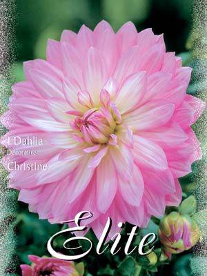 Schmuck-Dahlie &#039;Christine&#039;, Dahlia (Art.Nr. 520136)