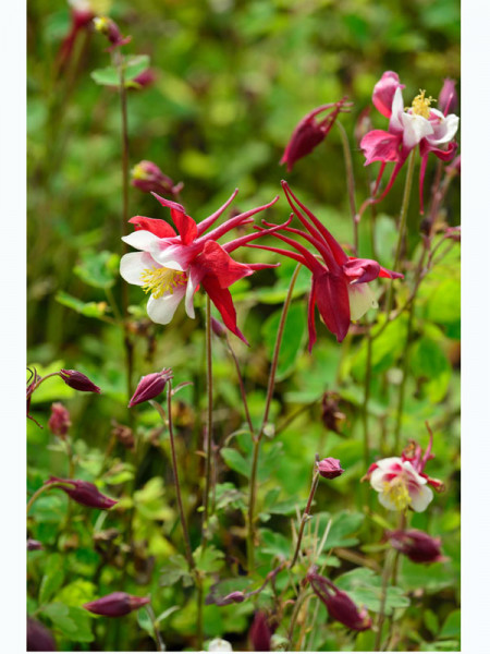 Aquilegia caerulea &#039;Crimson Star&#039; syn. &#039;Rotstern&#039;, Rote Akelei, nordamerikanische Akelei