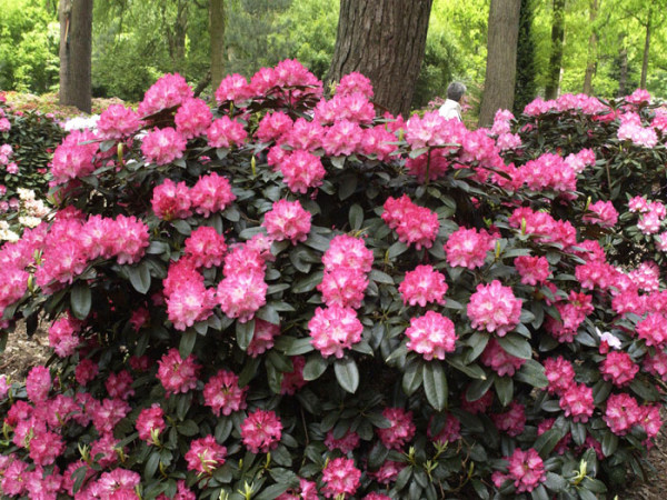 Rhododendron yak. &#039;Anuschka&#039; INKARHO ®