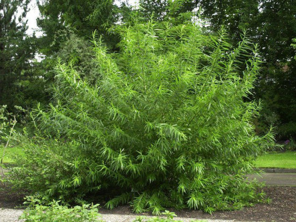 Salix viminalis, Korbweide