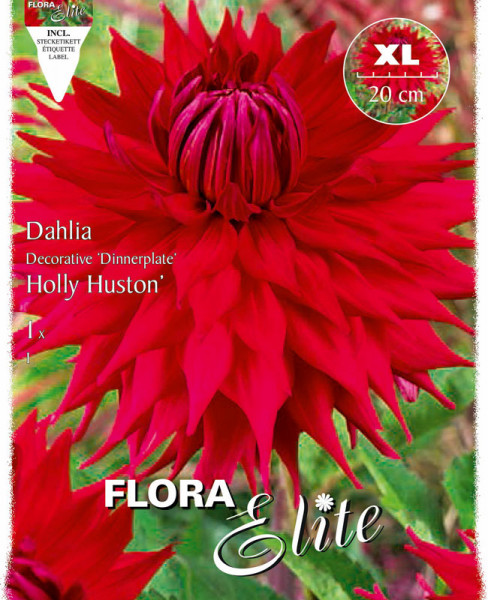 Schmuck-Dahlie &#039;Holly Huston&#039;, Dahlia (Art.Nr. 520149)