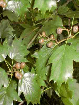 Elsbeere, Sorbus torminalis