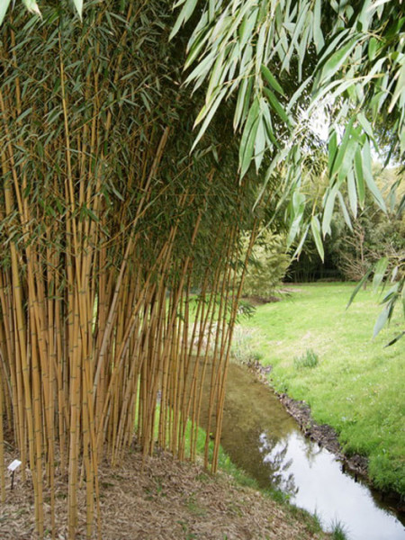 Phyllostachys aureosulcata aureocaulis, Goldener Peking Bambus