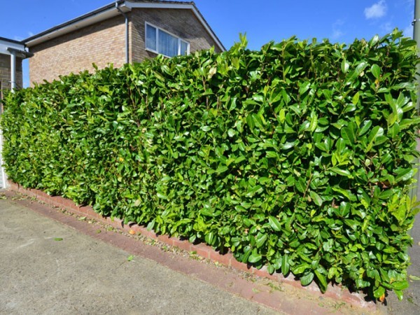 Kirschlorbeer Rotundifolia Hecke