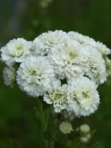 Achillea ptarmica &#039;The Pearl&#039; (Syn.&#039;Schneeball&#039;, &#039;die Perle&#039;), Sumpfschafgarbe, gefüllte Bertramsgarbe