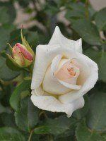 Rose Schneewalzer ® - Kordes