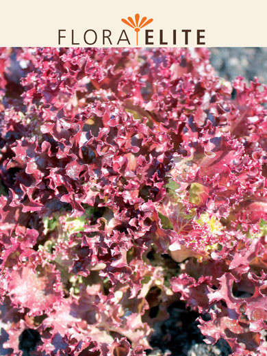 Pflücksalat 'Lollo Rossa' (Art.Nr. 21424)