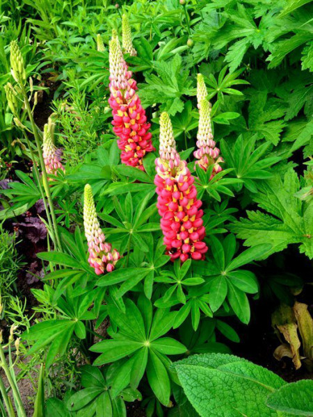 Lupinus polyphyllus &#039;Edelknabe&#039;, Lupine, Wolfsbohne