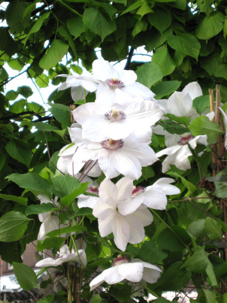 Blüten der Clematis 'Miss Bateman'