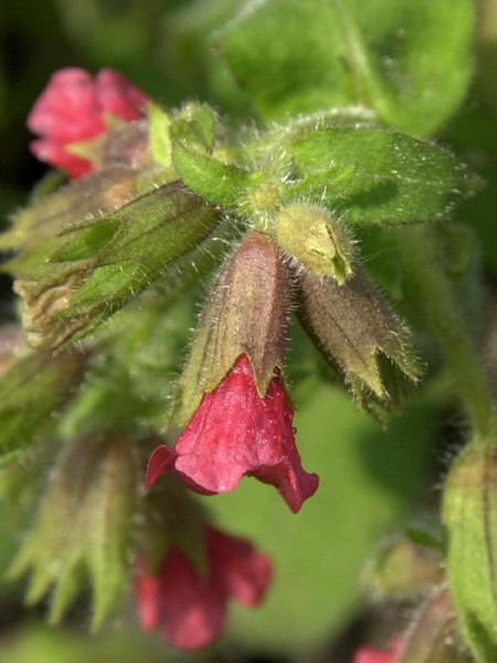 Pulmonaria rubra &#039;Redstart&#039;, Rotes Lungenkraut