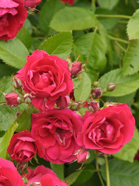 Blüte der Rose Flammentanz