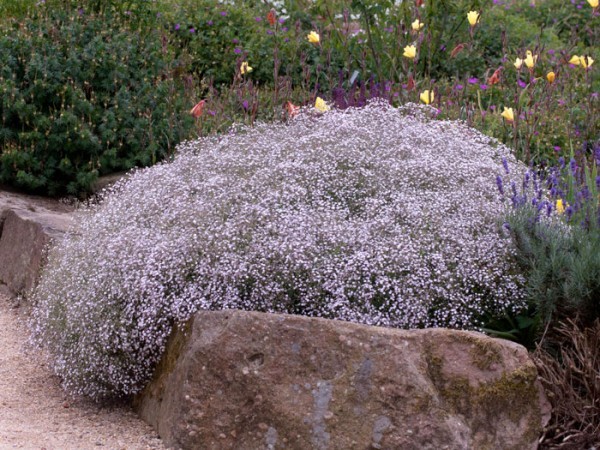 Gypsophila repens &#039;Rosenschleier&#039;, Zwergschleierkraut, Polster-Schleierkraut