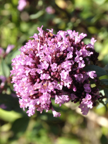 Heidegünsel Herrenhausen Blüte