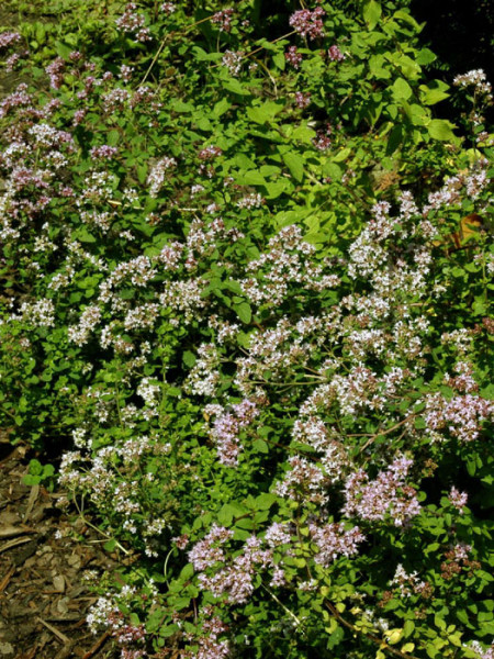 Majoran, Origanum majorana