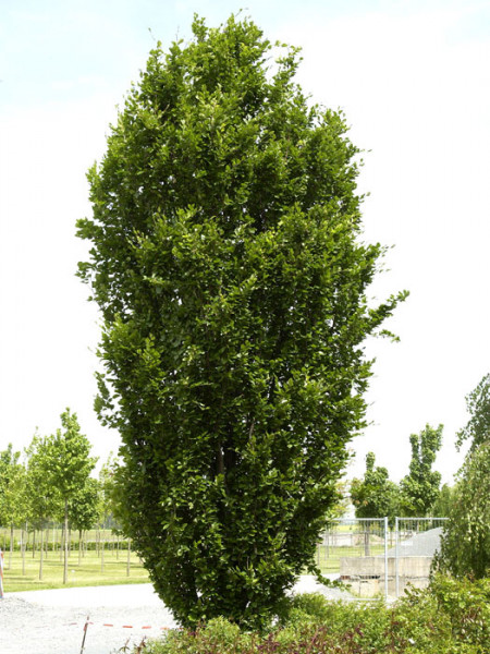 Fagus sylvatica &#039;Dawyck&#039;, Säulenbuche