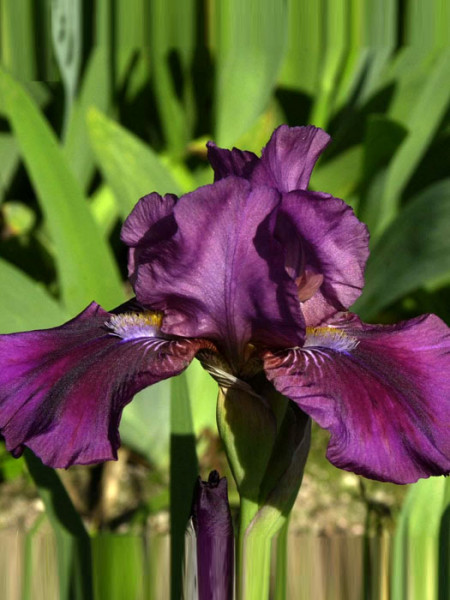 Iris x barbata-nana &#039;Atroviolacea&#039;, Zwerg-Bartiris, Zwerg-Schwertlilie