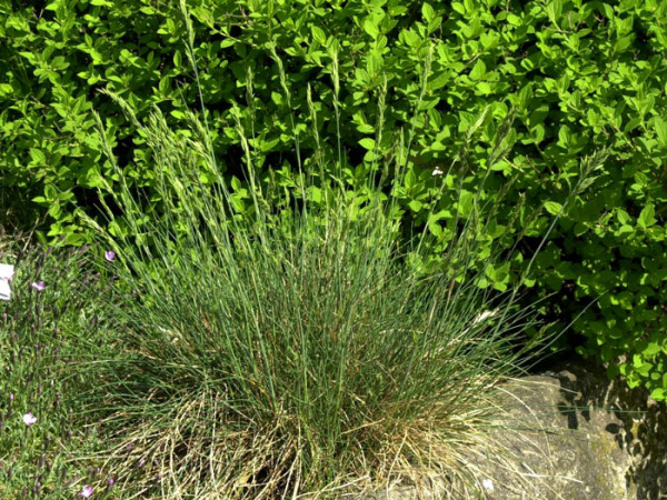 Festuca amethystina, Amethyst-Schwingel, Regenbogen-Schwingel