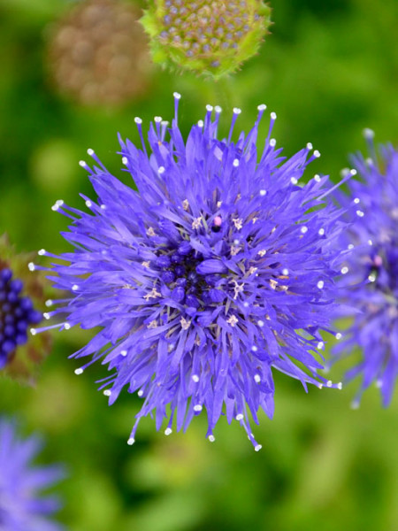 Jasione laevis &#039;Blaulicht&#039;, Blauköpfchen, Ausdauerndes Sandglöckchen, blaue Jasione