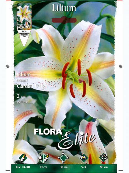 Orientalische Lilien-Hybride &#039;Garden Party&#039;, Lilium (Art.Nr. 5217200)