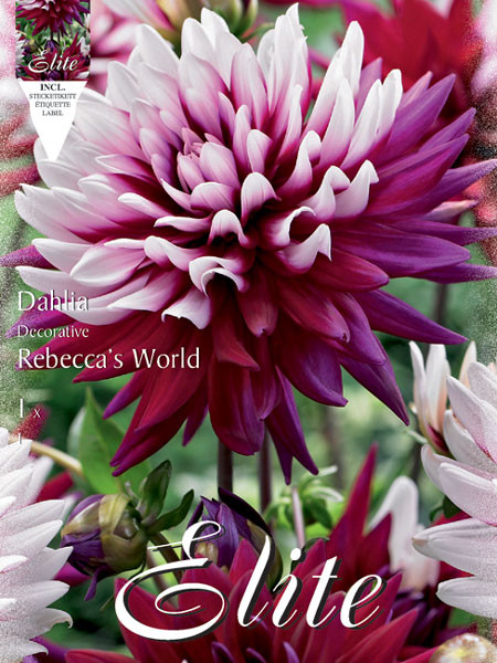 Schmuck-Dahlie &#039;Rebecca&#039;s World&#039;, Dahlia (Art.Nr. 520190)