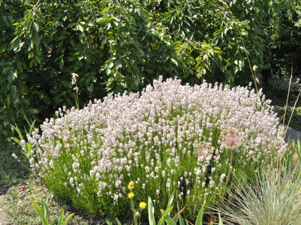 Garten-Lavendel Rosea Bodendecker