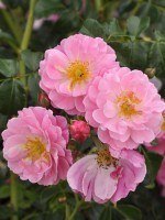 Rose Magic Meidiland ® - Meilland