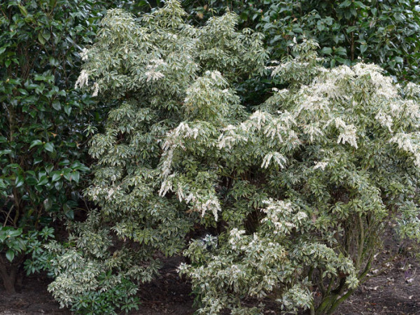 Schattenglöckchen Variegata Strauch