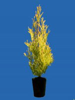 Thuja occidentalis 'Golden Smaragd®',Lebensbaum