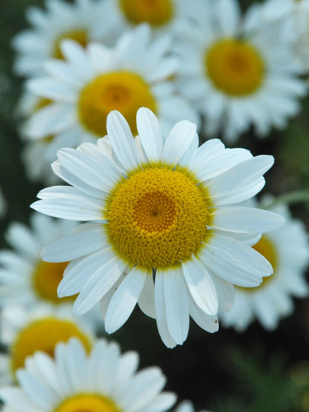 Anthemis tinctoria &#039;Sauce Hollandaise&#039;, helle Färberkamille,