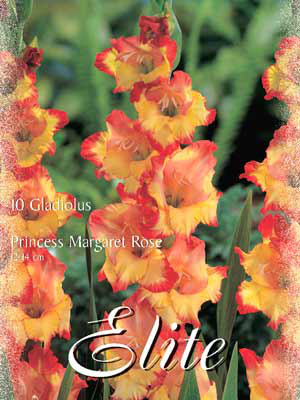 Großblumige Gladiole &#039;Princess Margaret Rose&#039;, Gladiolus (Art.Nr. 521302)