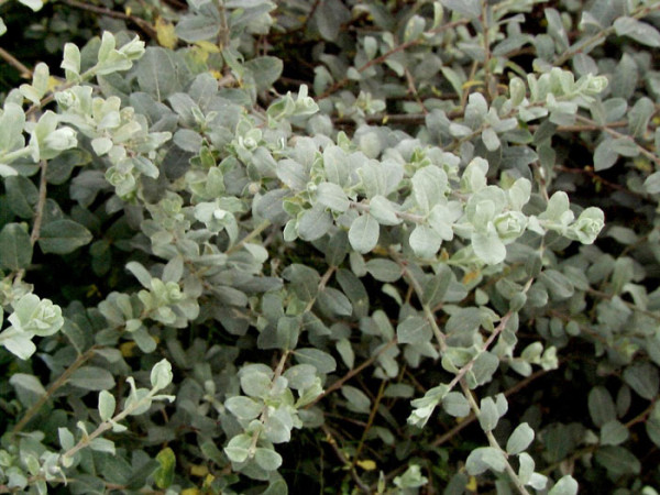 Salix repens argentea, Kriechweide