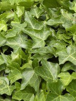 Hedera helix, Gemeiner Kleinblättriger Efeu