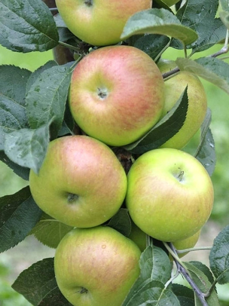 Üppiger Fruchtbehang mit dem Apfel Brettacher