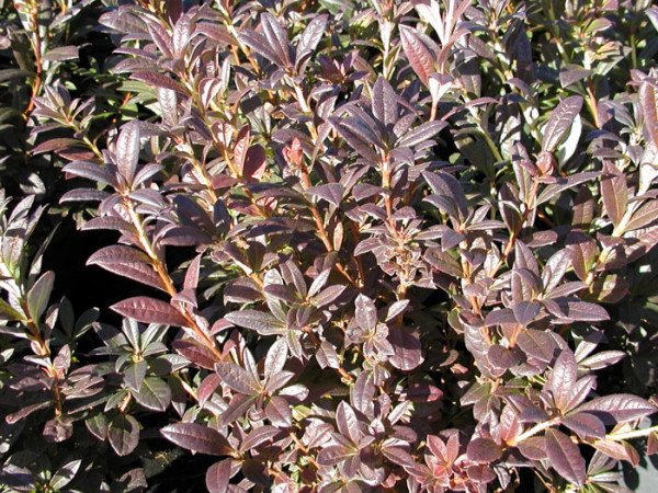 Rhododendron viscosum &#039;Lollipop&#039;, sommergrüne japanische Gartenazalee