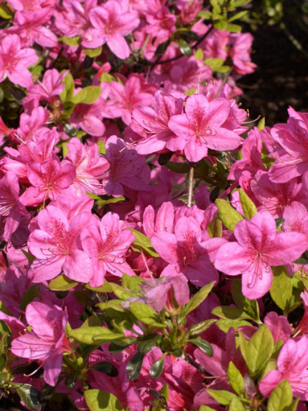 Rhododendron obtusum &#039;Rosalind&#039;, wintergrüne japanische Gartenazalee