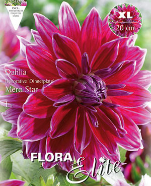 Schmuck-Dahlie &#039;Mero Star&#039;, Dahlia (Art.Nr. 520169)