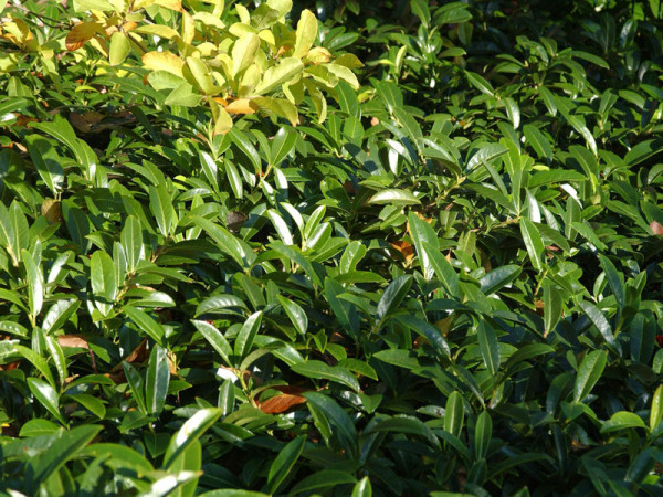 Prunus laurocerasus &#039;Mount Vernon&#039;, Bodendecker-Kirschlorbeer