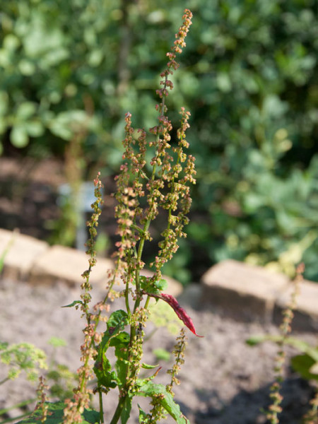 Blutampfer, Hainampfer, Rumex sanguineum