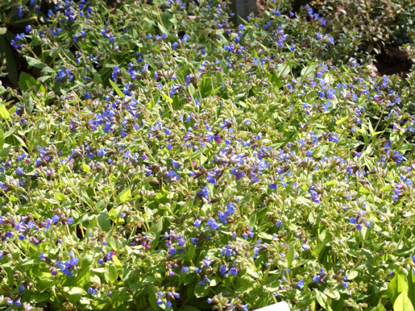 Blaues Lungenkraut Azurea Bodendecker