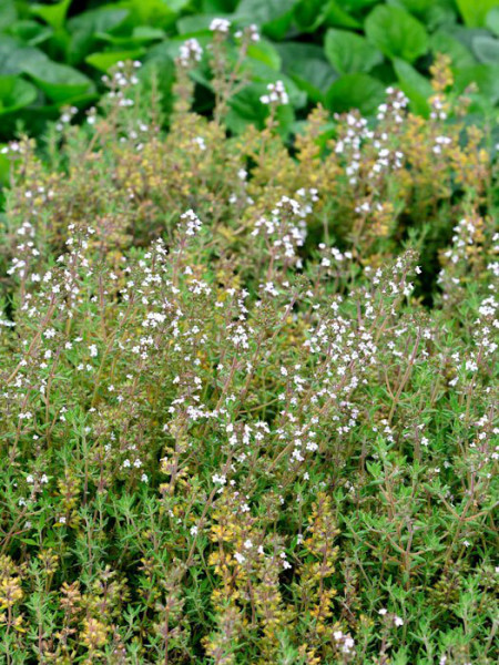 Orangenthymian, Thymus fragrantissimus 'Orange'