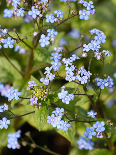 Brunnera macrophylla &#039;Looking Glass&#039;, silberlaubiges Kaukasus-Vergissmeinnicht