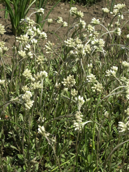 Antennaria doica var. borealis (M), weißes Katzenpfötchen, wolliges Katzenpfötchen