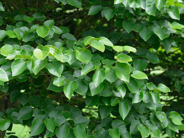 Cercis chinensis Avondale, Chinesischer Judasbaum